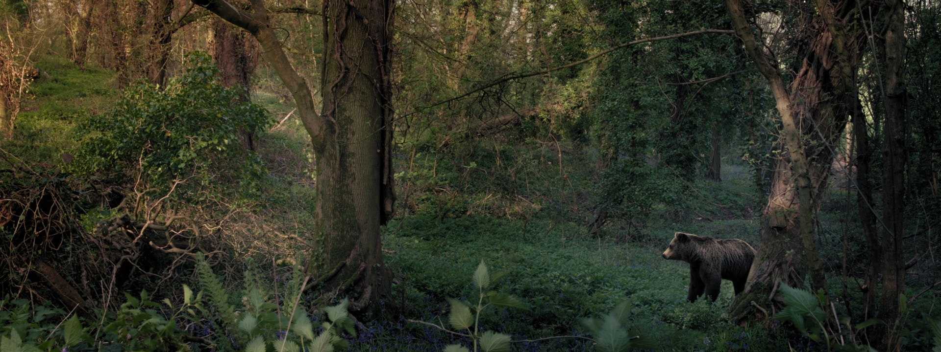 Wild Place bear in forest