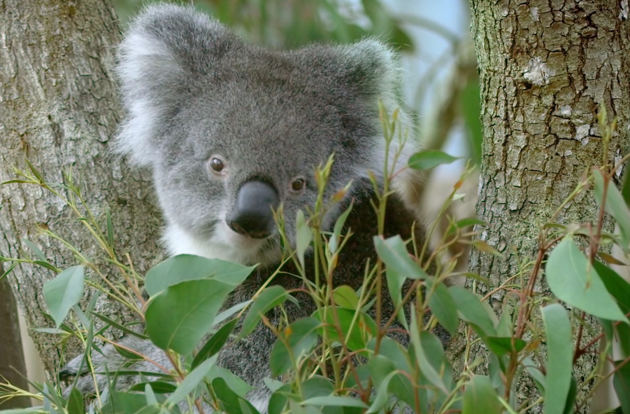 Koala on a tree