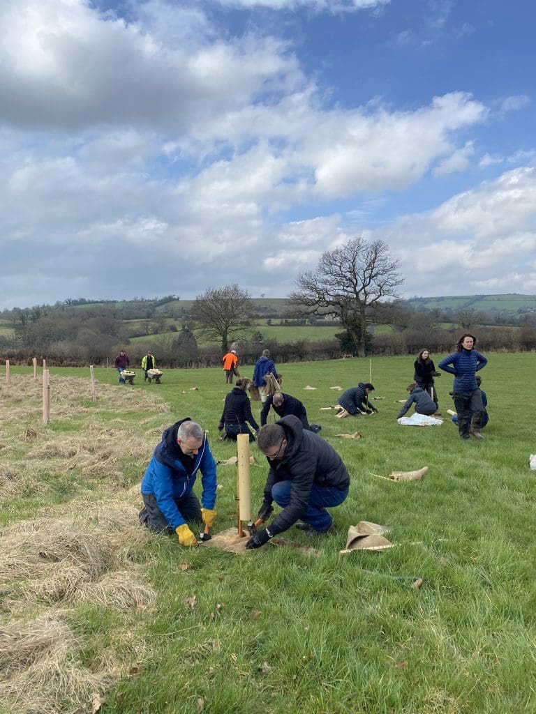 Tree planting B Corp Month